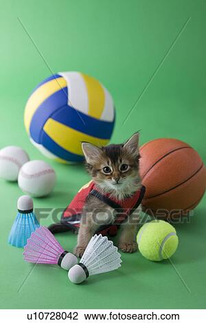 Somali Kitten and Sports View Large Photo Image Stock Image - Somali Kitten and Sports. Fotosearch