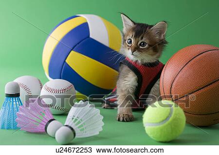 Somali Kitten and Sports View Large Photo Image Stock Image - Somali Kitten and Sports. Fotosearch