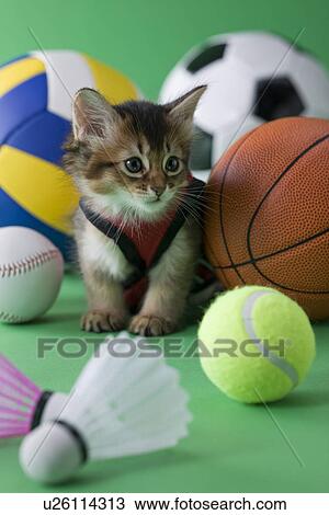 Stock Image - Somali Kitten and Sports. Fotosearch
