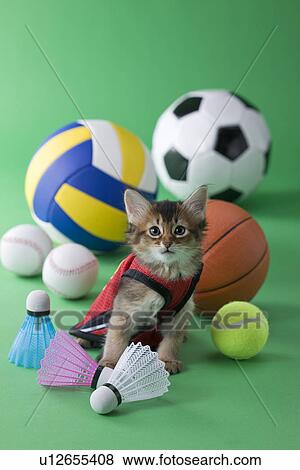 Somali Kitten and Sports View Large Photo Image Stock Photo - Somali Kitten and Sports. Fotosearch