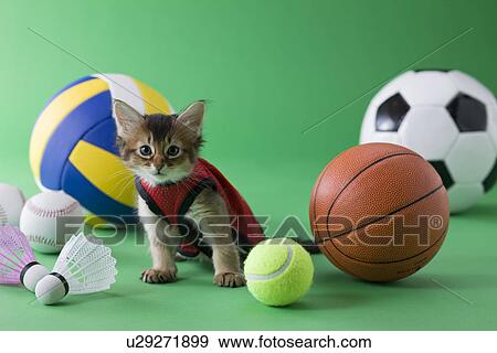 Somali Kitten and Sports View Large Photo Image Stock Photo - Somali Kitten and Sports. Fotosearch