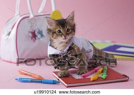 Picture - Somali Kitten and Stationery. Fotosearch