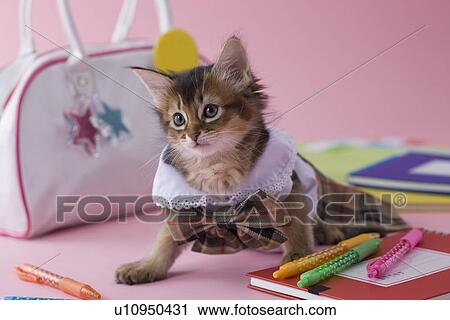 Somali Kitten and Stationery View Large Photo Image Stock Image - Somali Kitten and Stationery. Fotosearch