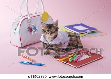Stock Image - Somali Kitten and Stationery. Fotosearch