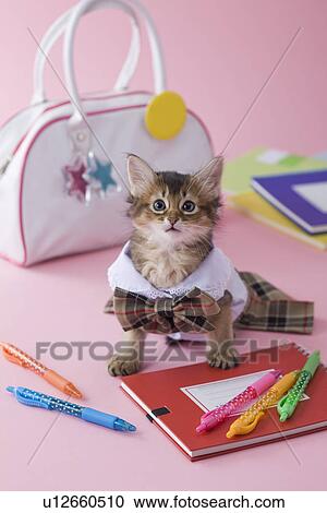 Somali Kitten and Stationery View Large Photo Image Stock Image - Somali Kitten and Stationery. Fotosearch