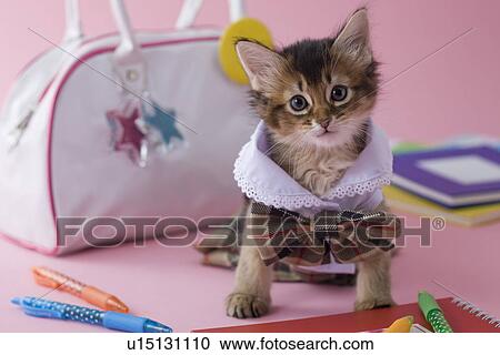 Somali Kitten and Stationery View Large Photo Image Stock Image - Somali Kitten and Stationery. Fotosearch