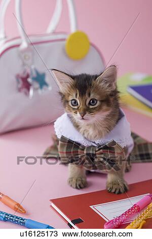 Somali Kitten and Stationery View Large Photo Image Stock Image - Somali Kitten and Stationery. Fotosearch