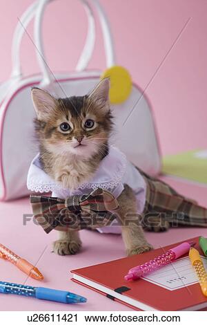 Stock Image - Somali Kitten and Stationery. Fotosearch