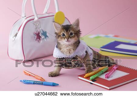Somali Kitten and Stationery View Large Photo Image Stock Image - Somali Kitten and Stationery. Fotosearch