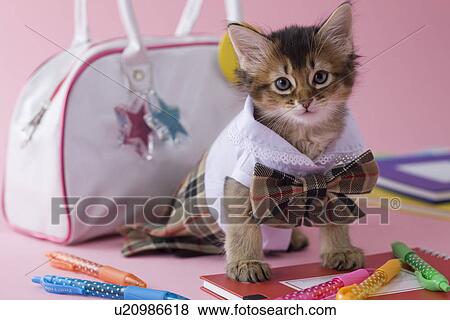 Somali Kitten and Stationery View Large Photo Image Stock Photo - Somali Kitten and Stationery. Fotosearch