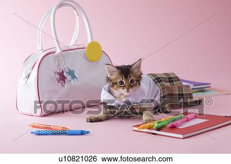 Somali Kitten and Stationery View Large Photo Image Stock Photograph - Somali Kitten and Stationery. Fotosearch