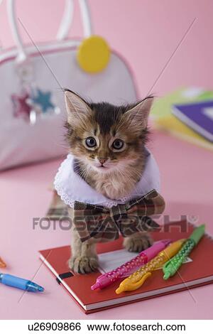 Stock Photograph - Somali Kitten and Stationery. Fotosearch