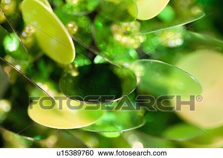 Stock Image - Sequin. Fotosearch