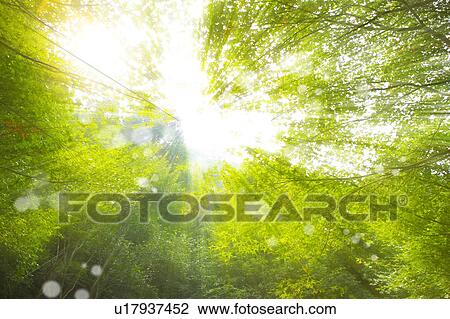 Lohas, Environmental Conservation, Digitally generated image of green plants in the sunshine View Large Photo Image Stock Image - Lohas, Environmental Conservation, Digitally generated image of green plants in the sunshine. Fotosearch