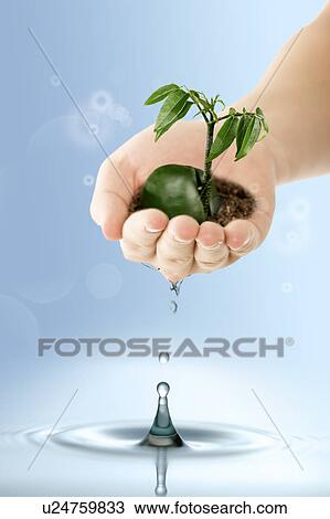 Stock Image - Lohas, Environmental Conservation, Digitally generated image of human hand holding seedling with green leaf from water surface. Fotosearch