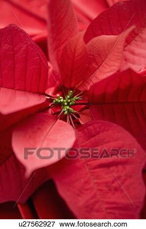 Stock Photo - Close-up of Poinsettia. Fotosearch
