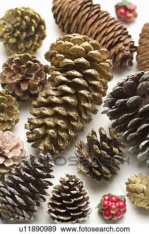 Different sizes of pine cones View Large Photo Image Stock Photo - Different sizes of pine cones. Fotosearch
