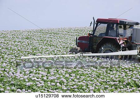Stock Photo - A farmer cultivating potato field. Fotosearch