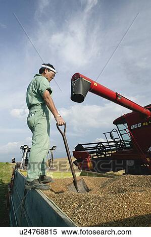 Stock Photography - A mature man working on a combine harvester. Fotosearch