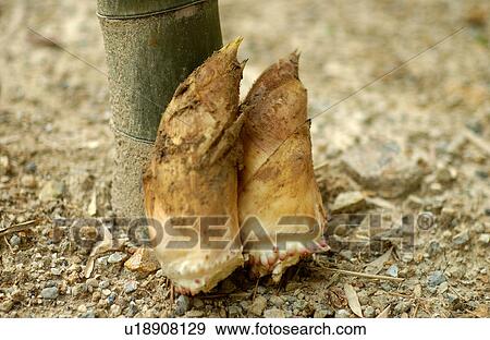 Stock Photo - Bamboo shoots. Fotosearch