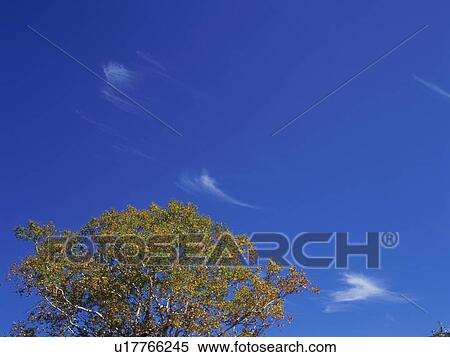 Birch tree, Shiga Plateau, Nagano Prefecture, Japan View Large Photo Image Stock Photography - Birch tree, Shiga Plateau, Nagano Prefecture, Japan. Fotosearch