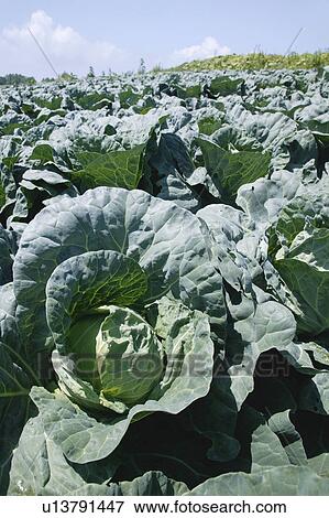 Cabbage field View Large Photo Image Stock Photo - Cabbage field. Fotosearch