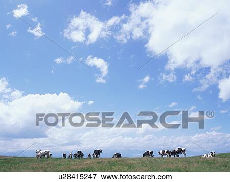 Cattle eating grass in field View Large Photo Image Stock Photo - Cattle eating grass in field. Fotosearch