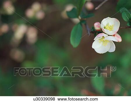 Chaenomeles speciosa View Large Photo Image Stock Photo - Chaenomeles speciosa. Fotosearch