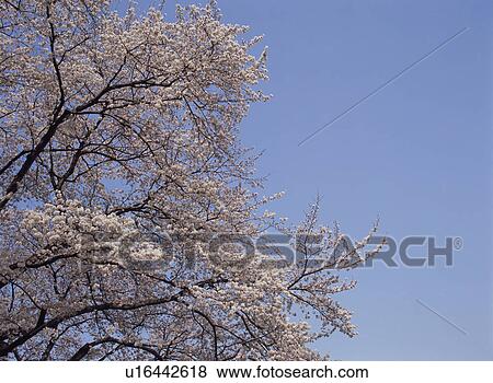 Stock Photo - Cherry Blossom. Fotosearch