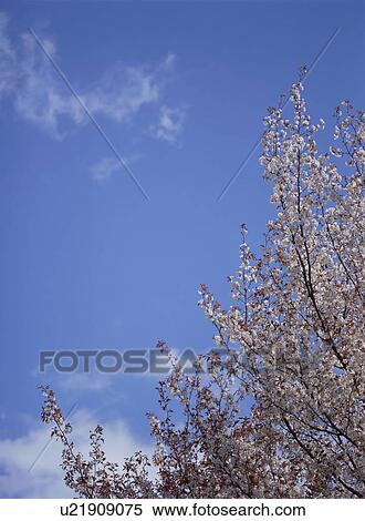 Stock Photography - Cherry Blossom. Fotosearch