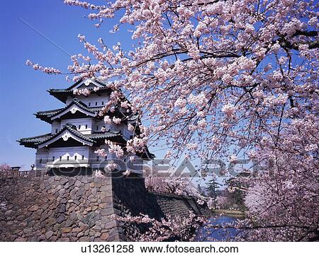 Stock Photo - Cherry blossoms at Hirosaki Castle. Fotosearch