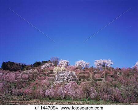 Picture - Cherry blossoms in Hanamiyama Park. Fotosearch
