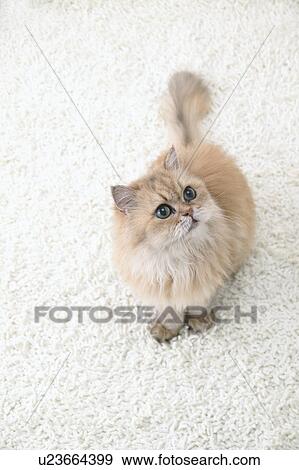 Stock Photo - Chinchilla cat looking upwards. Fotosearch