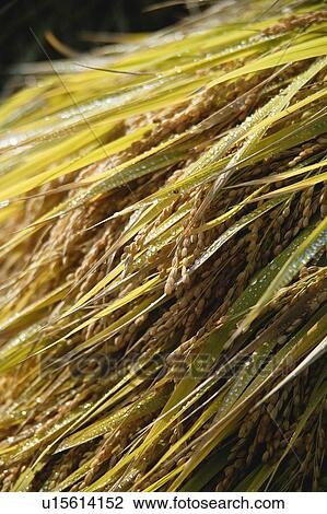 Stock Image - Close-up of ear of rice. Fotosearch