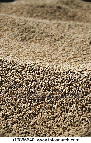 Stock Image - Close-up of rough rice. Fotosearch