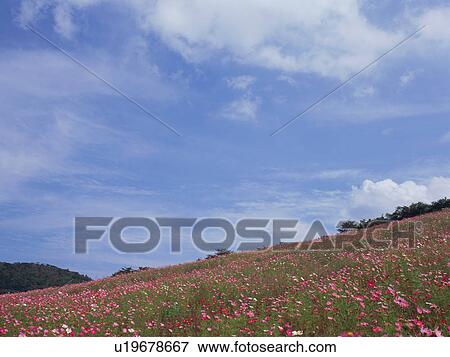 Cosmos flowers, Saku, Nagano Prefecture, Japan View Large Photo Image Stock Photo - Cosmos flowers, Saku, Nagano Prefecture, Japan. Fotosearch
