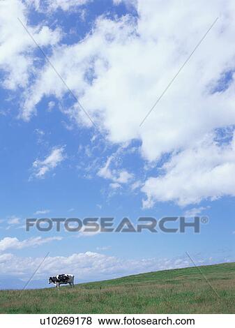 Stock Photo - Cow standing in field. Fotosearch