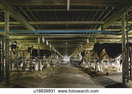 Cows in a barn View Large Photo Image Stock Image - Cows in a barn. Fotosearch