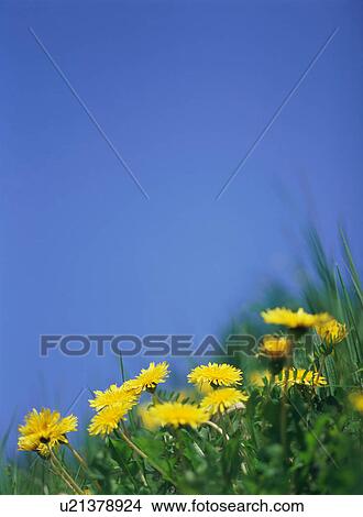Picture - Dandelion . Fotosearch