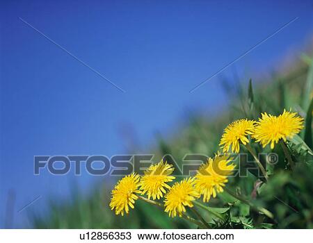 Stock Image - Dandelion . Fotosearch