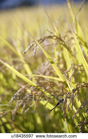 Dragonfly resting on rice crop View Large Photo Image Stock Photo - Dragonfly resting on rice crop. Fotosearch