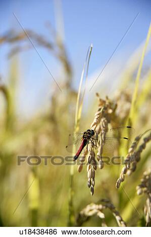 Stock Photograph - Dragonfly resting on rice crop. Fotosearch