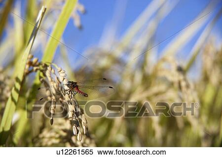 Dragonfly resting on rice crop View Large Photo Image Stock Photography - Dragonfly resting on rice crop. Fotosearch