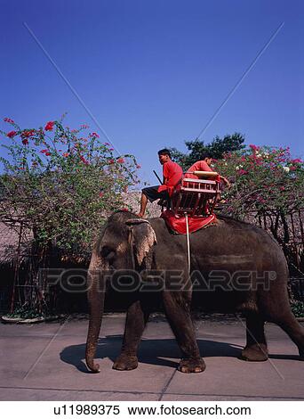 Stock Photography - Elephant Drivers in Rose Garden. Fotosearch