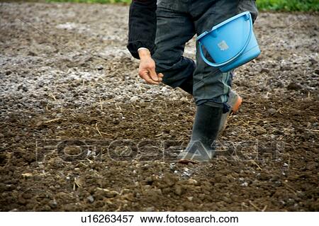 Farmer sowing seeds View Large Photo Image Stock Photo - Farmer sowing seeds. Fotosearch