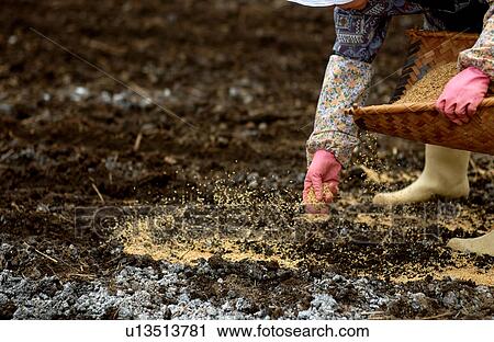 Farmer working in field View Large Photo Image Stock Image - Farmer working in field. Fotosearch