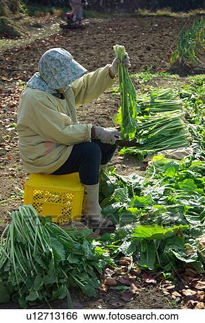 Stock Photograph - Farmer working in field. Fotosearch