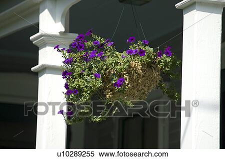 Stock Photography - Flower hanging at porch. Fotosearch