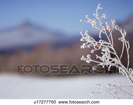 Frost on tree branch, Hokkaido, Japan View Large Photo Image Stock Image - Frost on tree branch, Hokkaido, Japan. Fotosearch