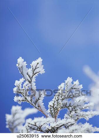 Frost on tree branch, Hokkaido, Japan View Large Photo Image Stock Photography - Frost on tree branch, Hokkaido, Japan. Fotosearch